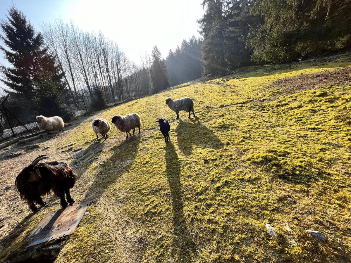 Ferme Des Jonquilles 15P - Billard, Ps4, Salle De Sport Gérardmer Kültér fotó