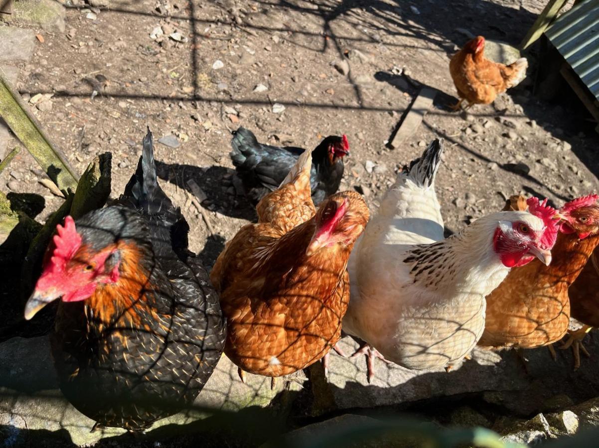 Ferme Des Jonquilles 15P - Billard, Ps4, Salle De Sport Villa Gérardmer Kültér fotó