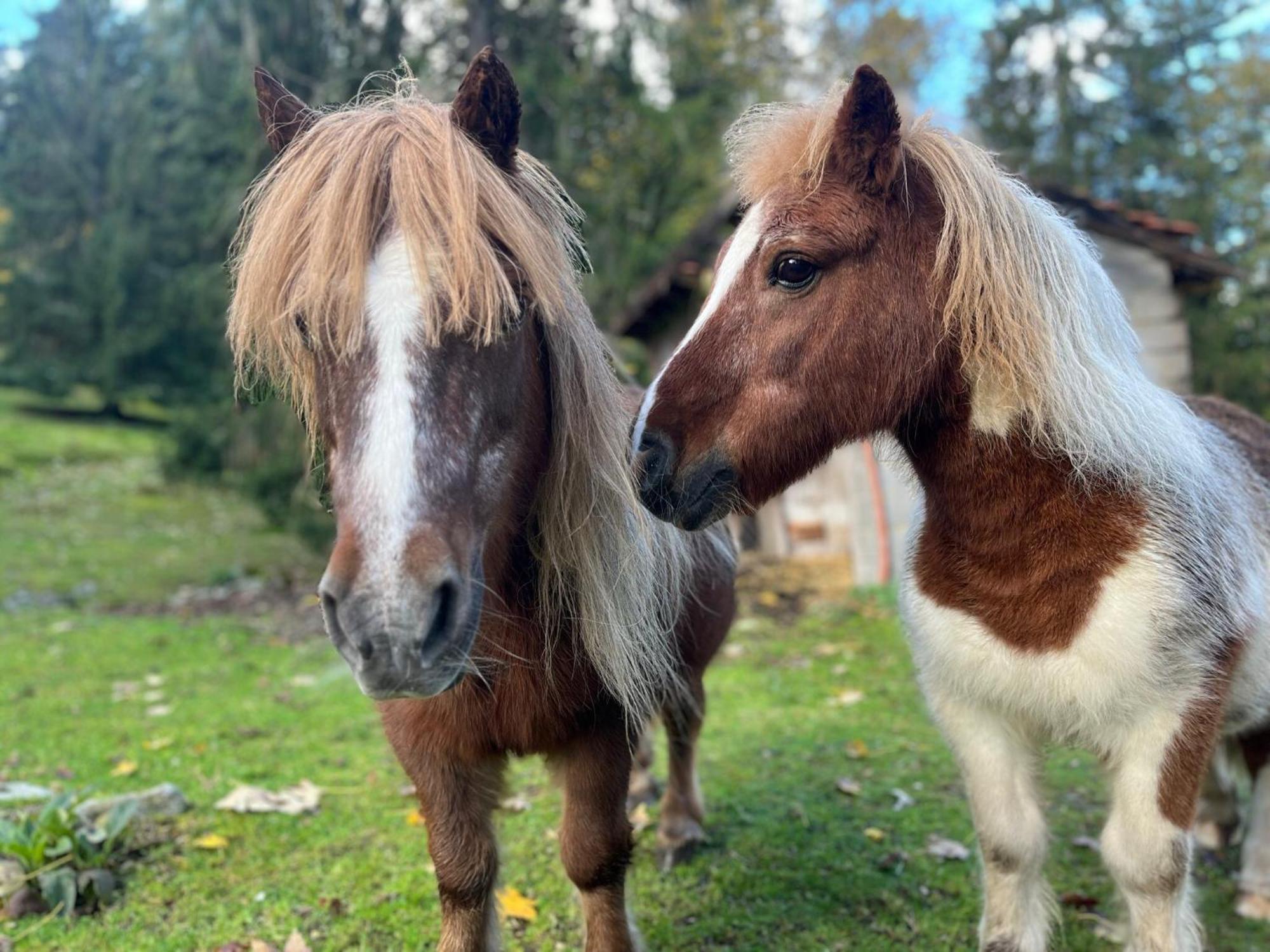 Ferme Des Jonquilles 15P - Billard, Ps4, Salle De Sport Gérardmer Kültér fotó